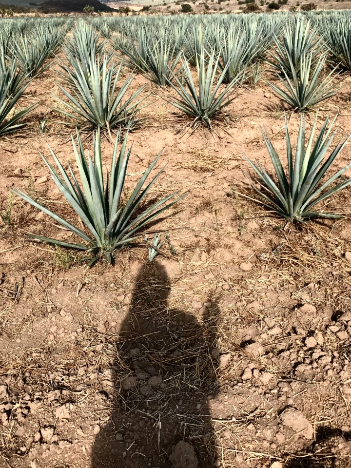 Off The Grid in Jalisco,&nbsp;Mexico